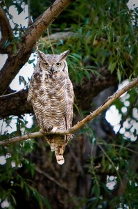 Great Horned Owl